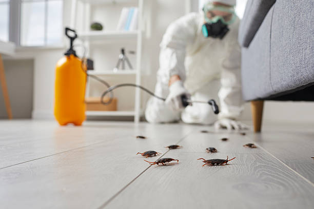 Post-Treatment Bed Bug Interceptor Monitoring in Woodsville